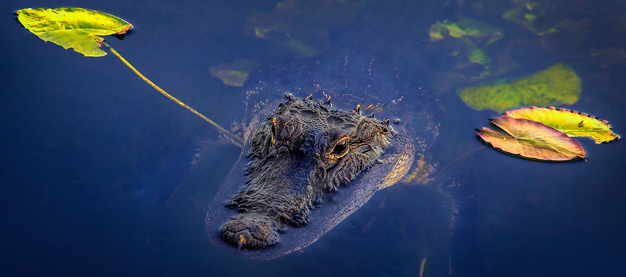 An alligator in Everglades National Park. Stock image from Unsplash.
