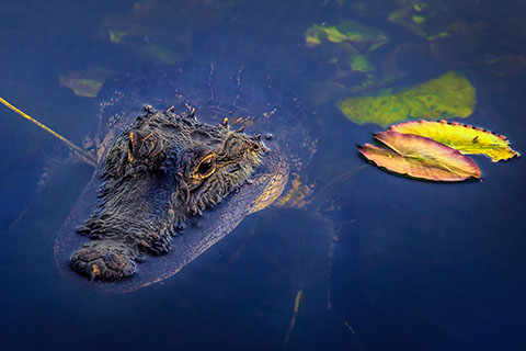 An alligator in Everglades National Park. Stock image from Unsplash.