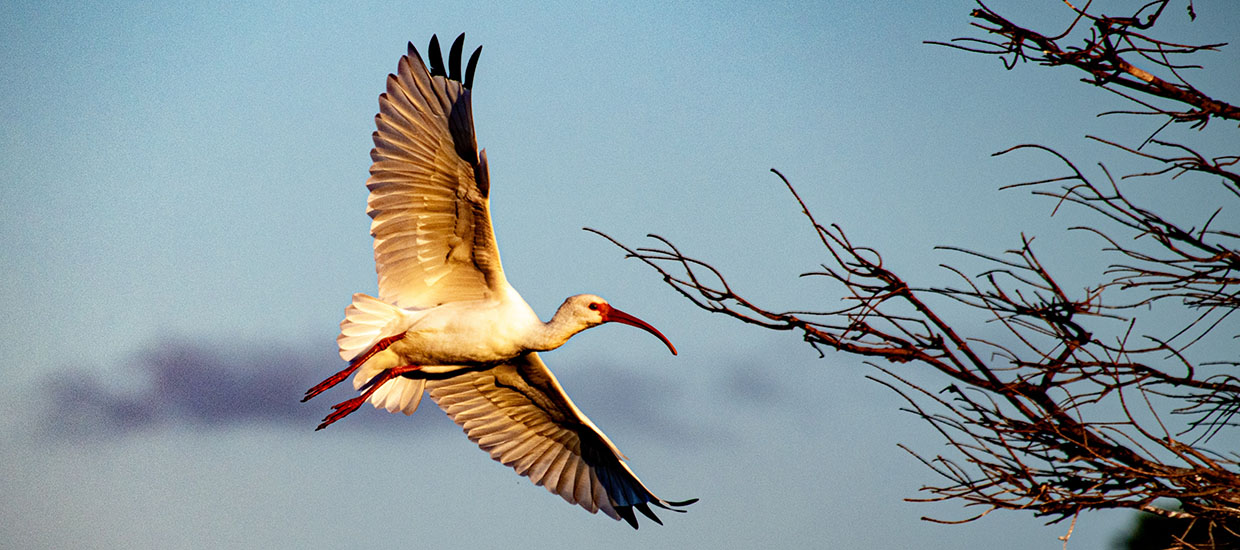An ibis in flight at the Wakodahatchee Wetlands in Florida, United States. Stock image by Unsplash.